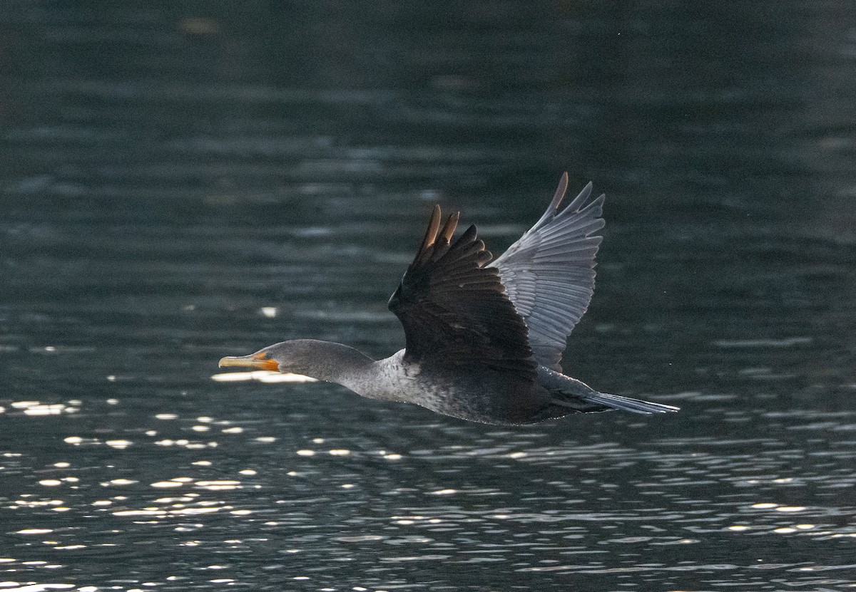 Double-crested Cormorant - ML647686398