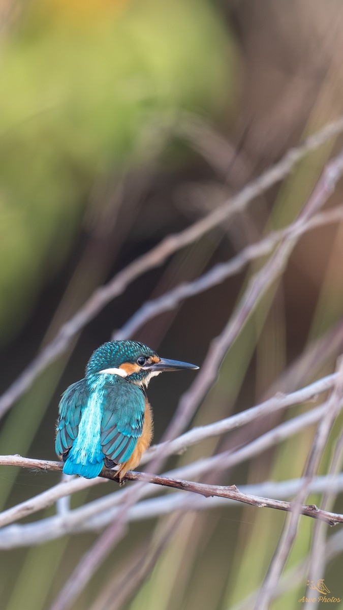 Martin arrantzalea - ML647686401