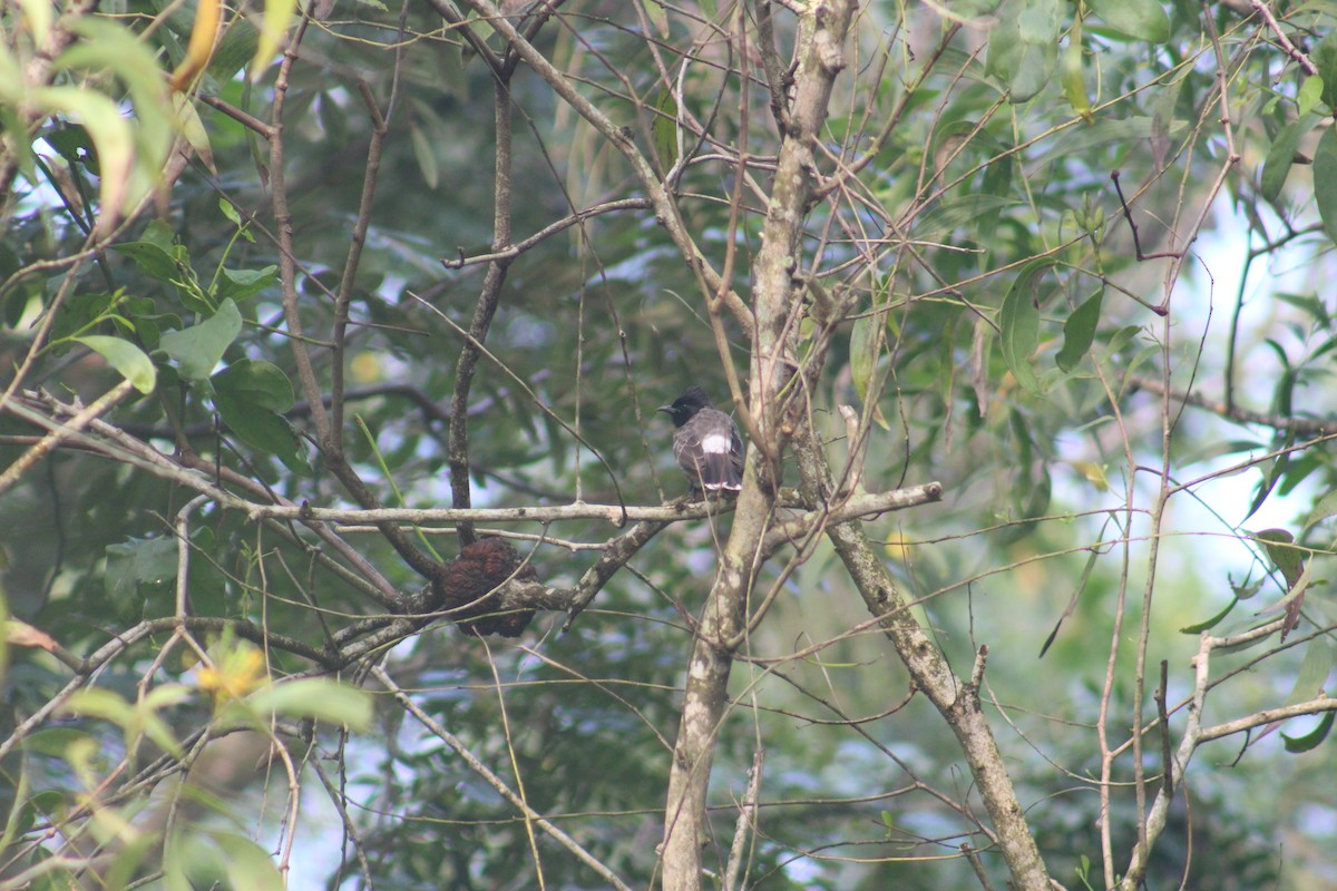 Bulbul ipurgorria - ML647686402