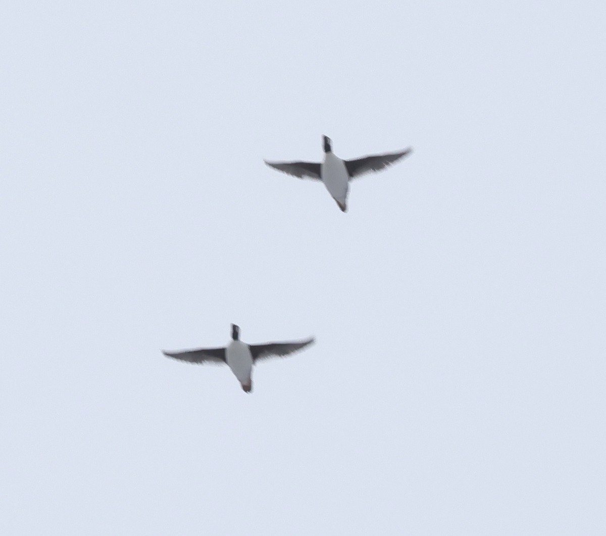 Murgilari buruzuria - ML647686406