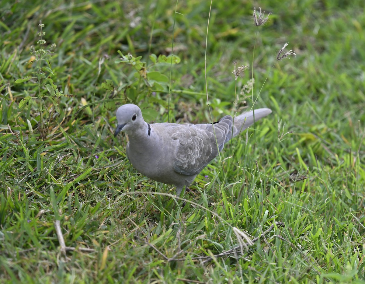 Usapal turkiarra - ML647686407