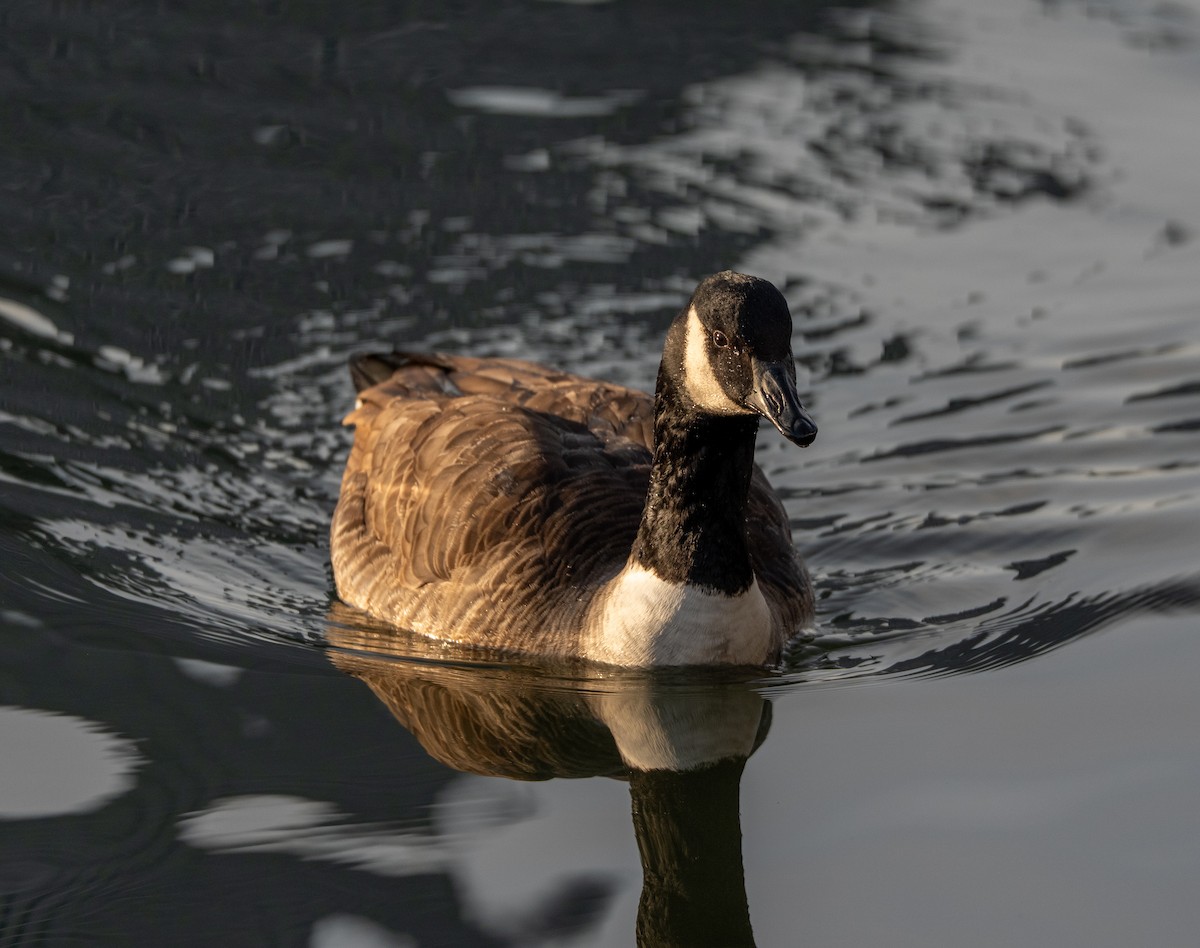 Branta kanadar handia - ML647686408