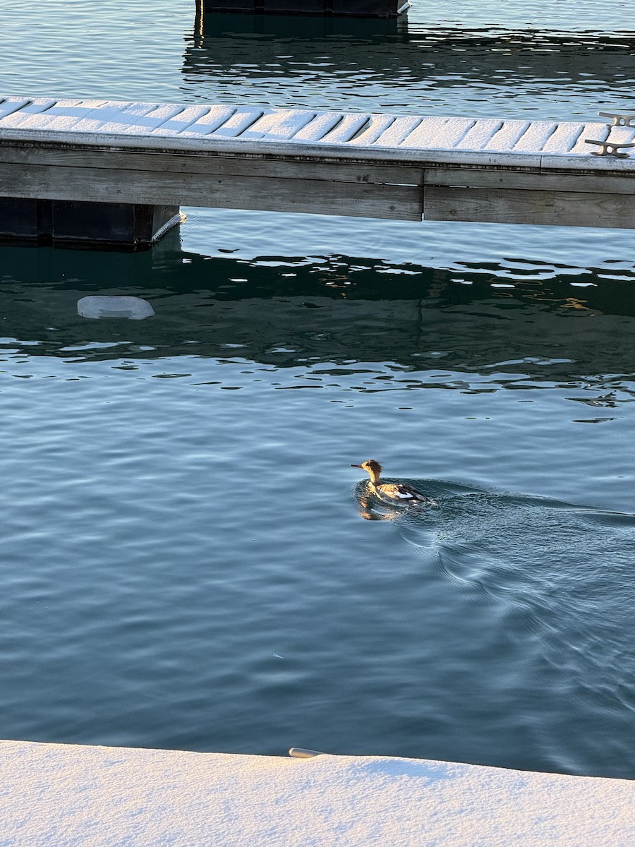 Zerra ertaina - ML647686410