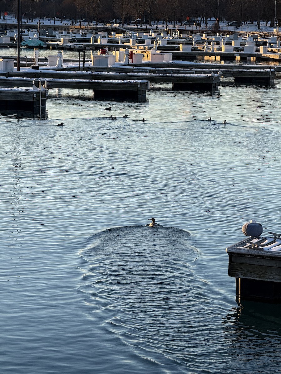 Zerra ertaina - ML647686411