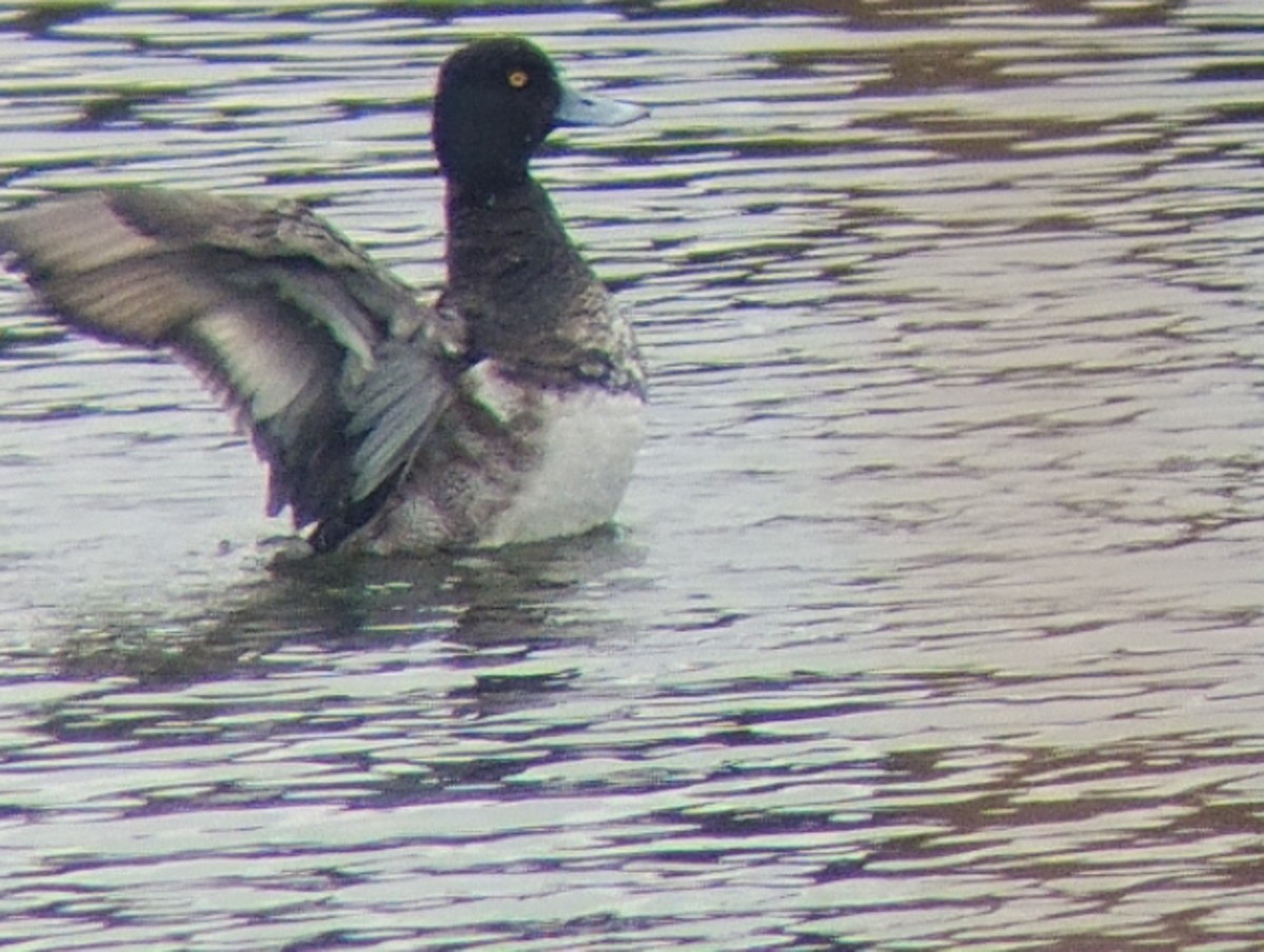 Murgilari txikia - ML647686412