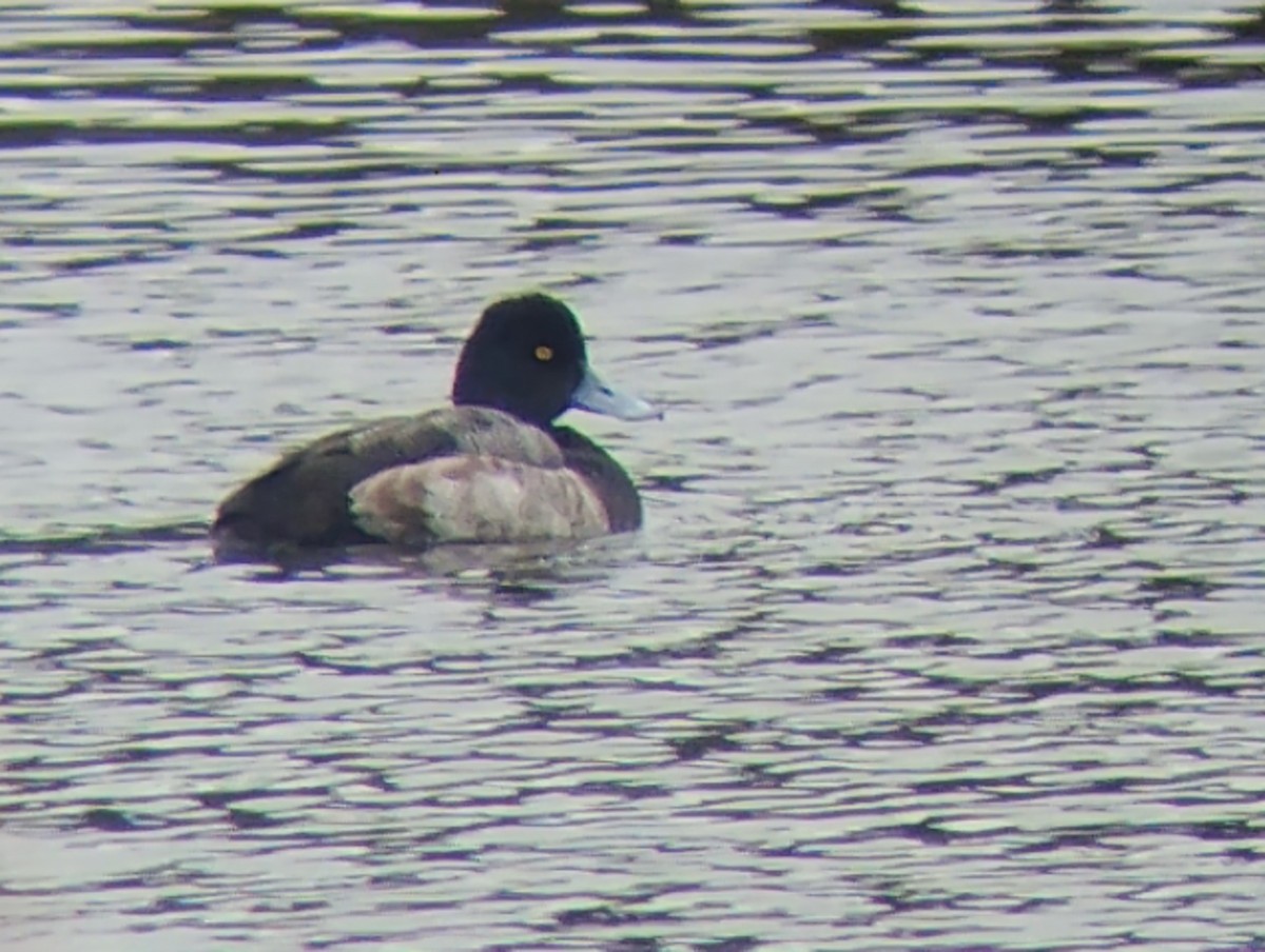 Murgilari txikia - ML647686413