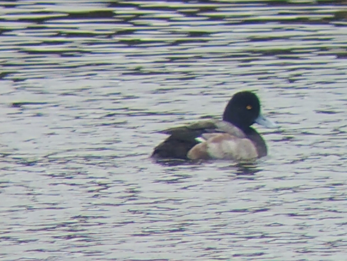 Murgilari txikia - ML647686415