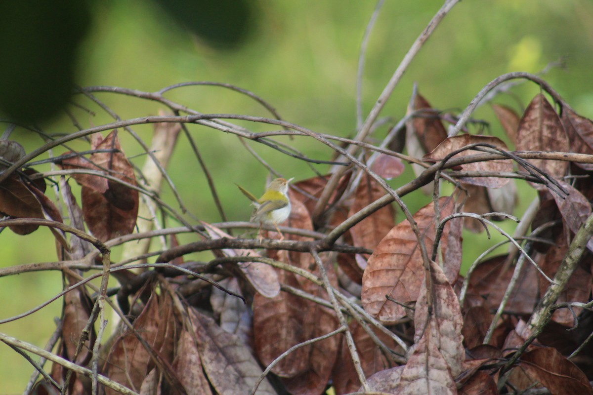 Common Tailorbird - ML647686416