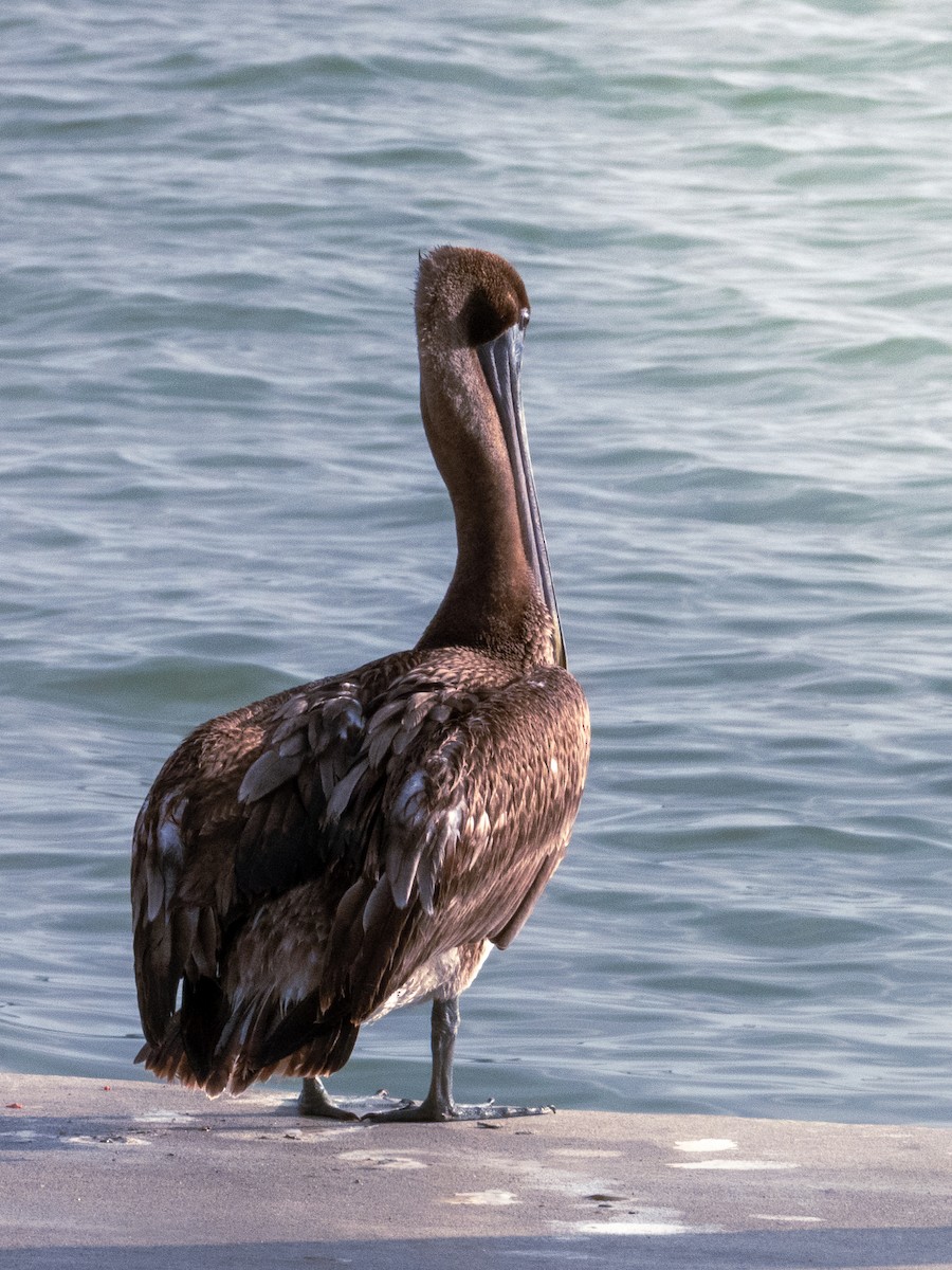 Pelikano arrea - ML647686417