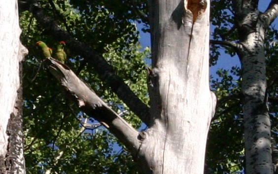 Thick-billed Parrot - ML647686419