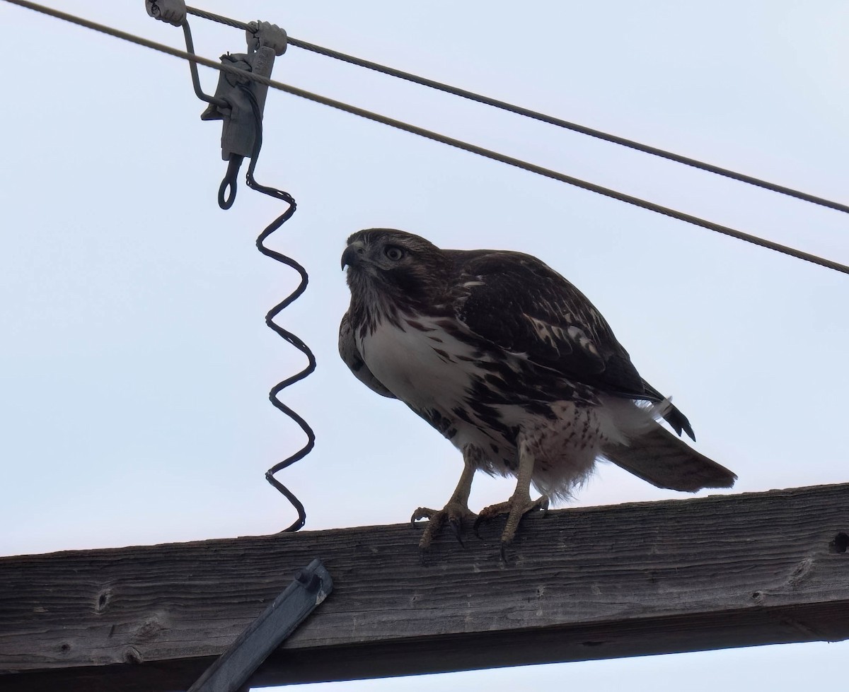 Zapelatz buztangorria - ML647686420