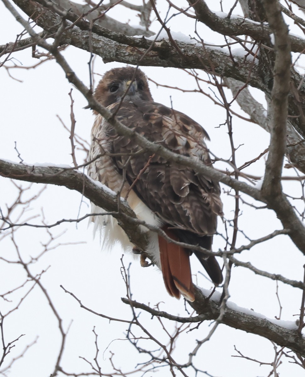 Red-shouldered Hawk - ML647686421