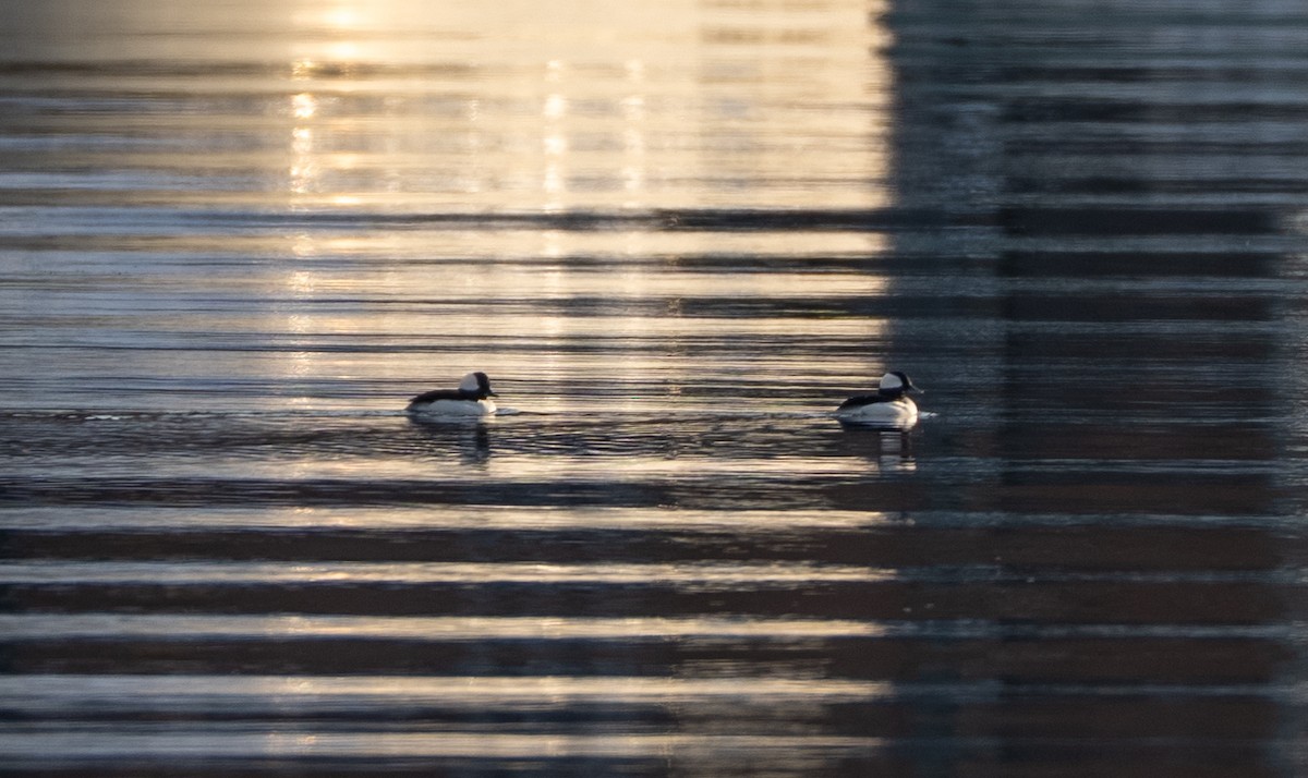 Murgilari buruzuria - ML647686422