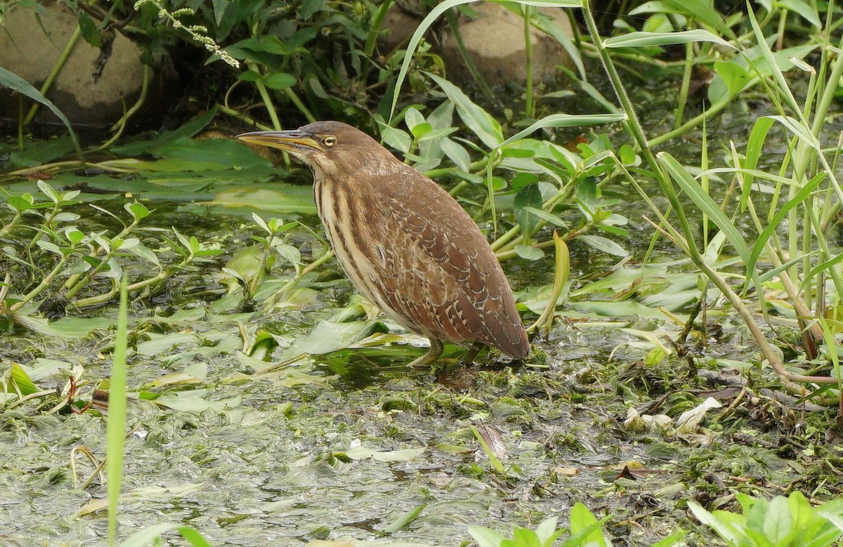 Cinnamon Bittern - ML647686425
