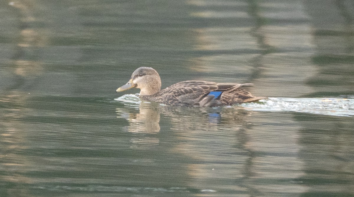 Ahate iluna - ML647686427