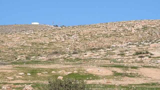 סלעית ערבות - ML647686430