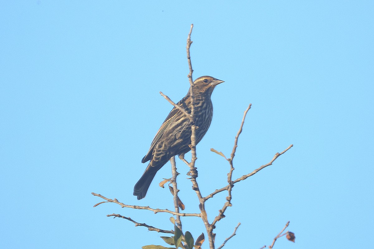 Red-winged Blackbird - ML647686431