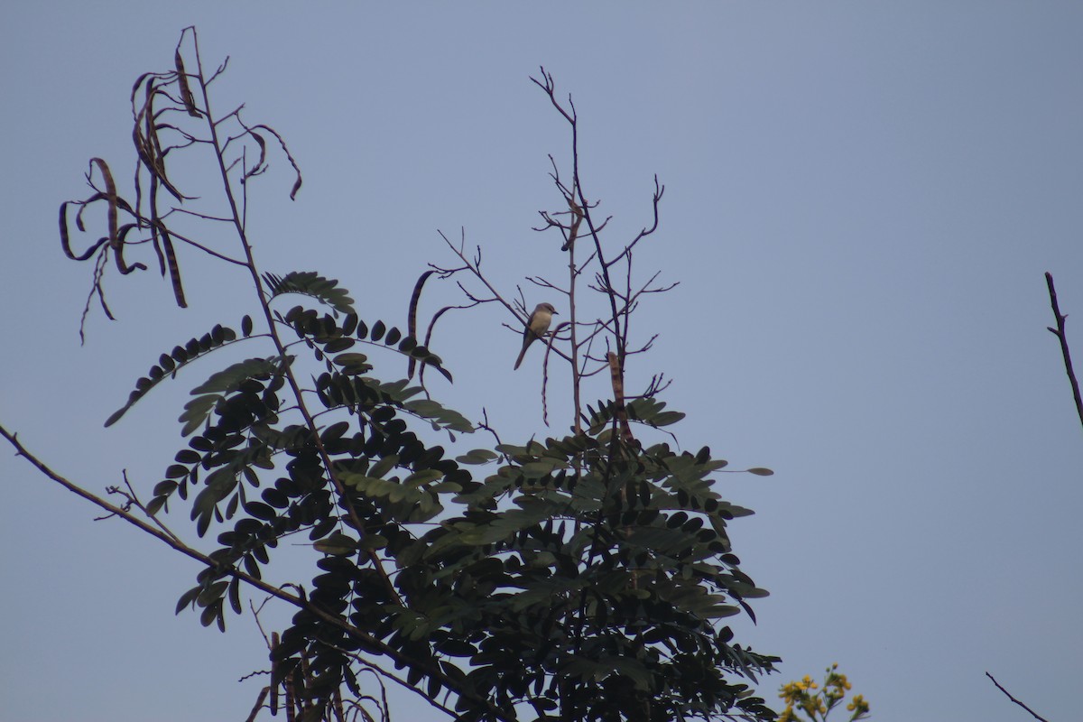 Small Minivet - ML647686432