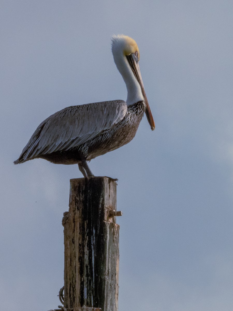 Pelikano arrea - ML647686434