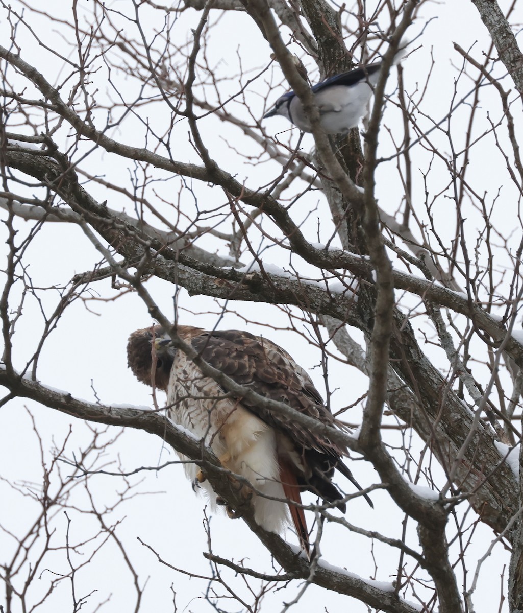 Red-shouldered Hawk - ML647686436