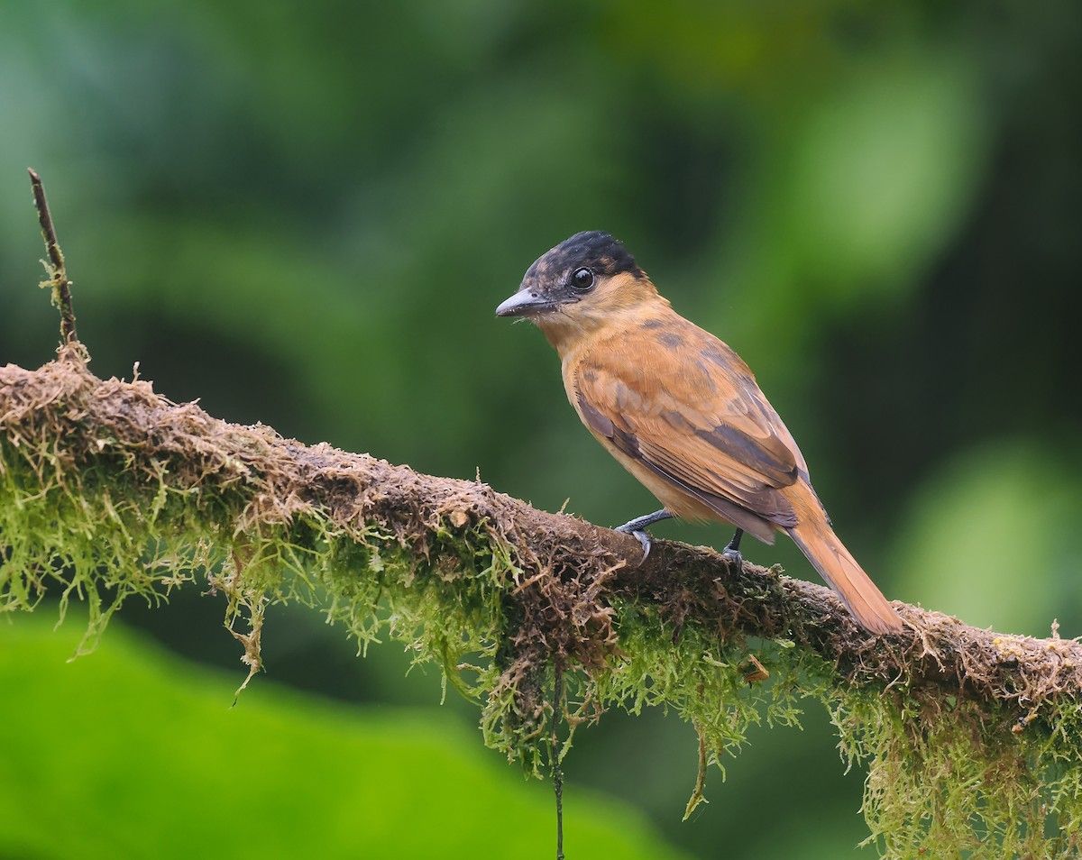 One-colored Becard - ML647686438