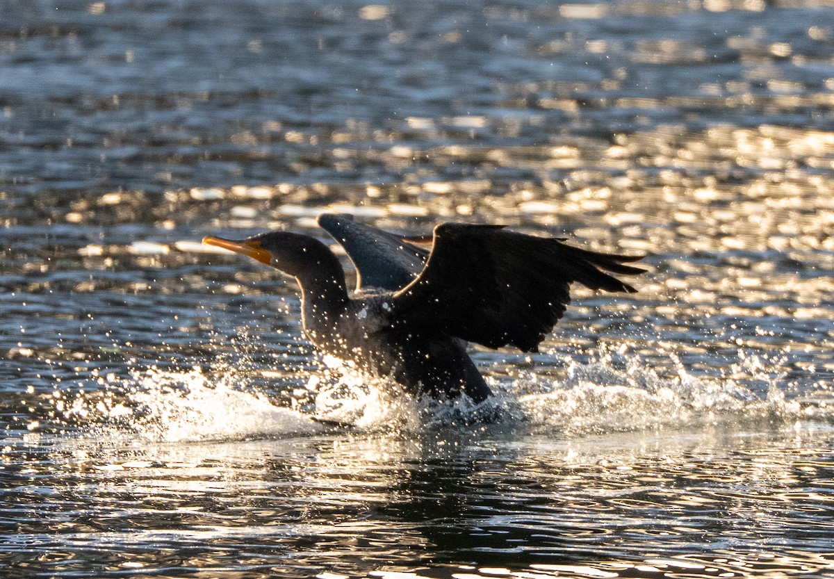 Ubarroi belarriduna - ML647686439