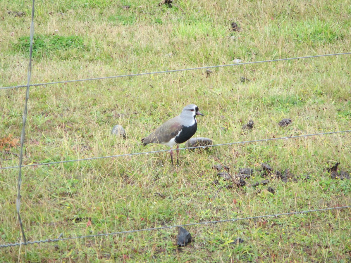 Southern Lapwing - ML647686459