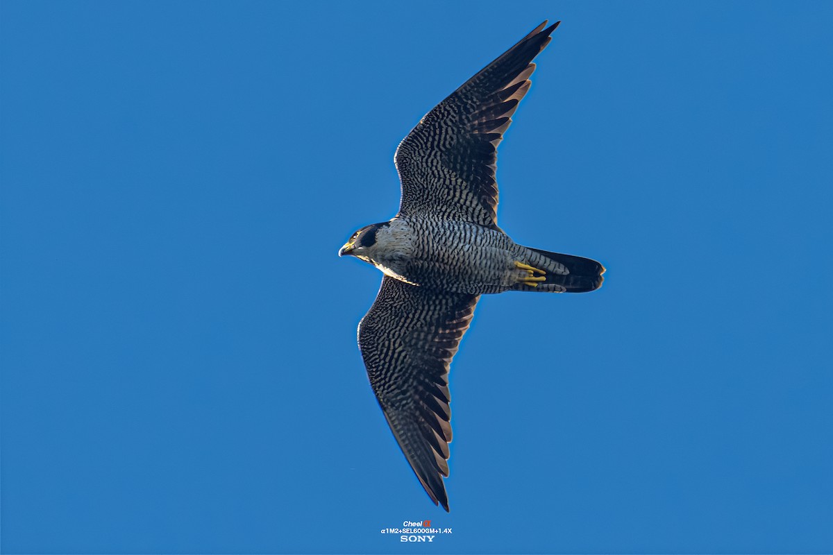 Peregrine Falcon - ML647686468