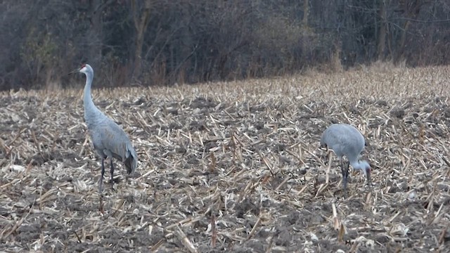 kanadatrane - ML647686490