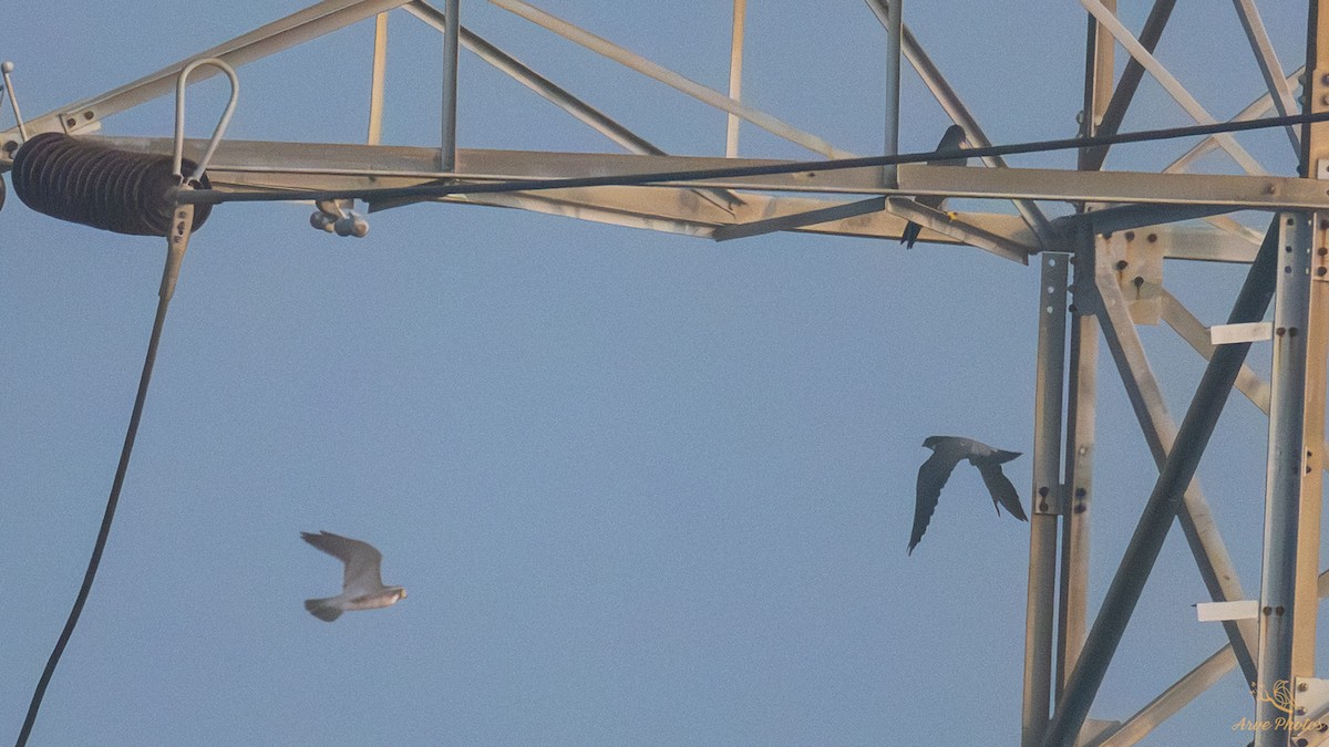 Peregrine Falcon - ML647686526