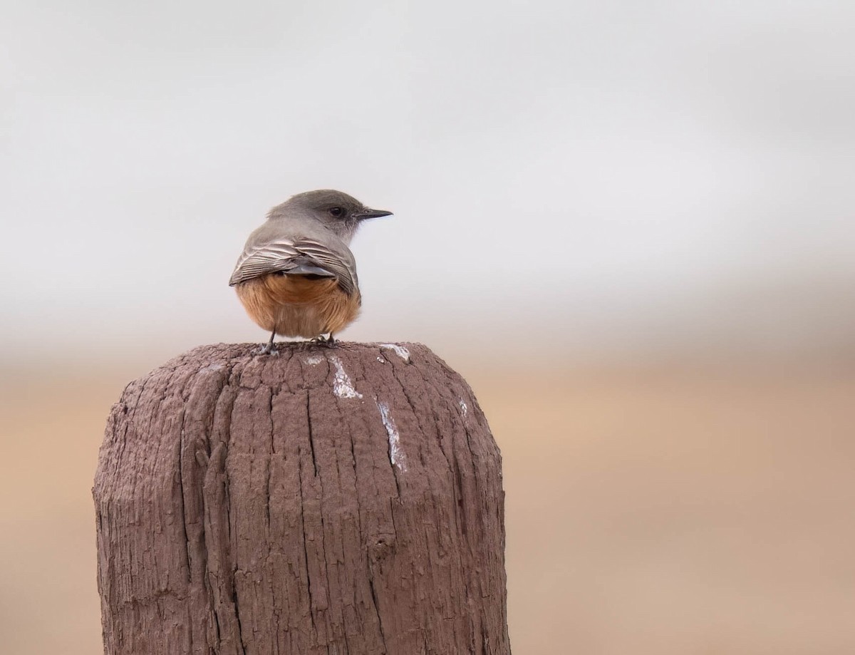 Say's Phoebe - ML647686535