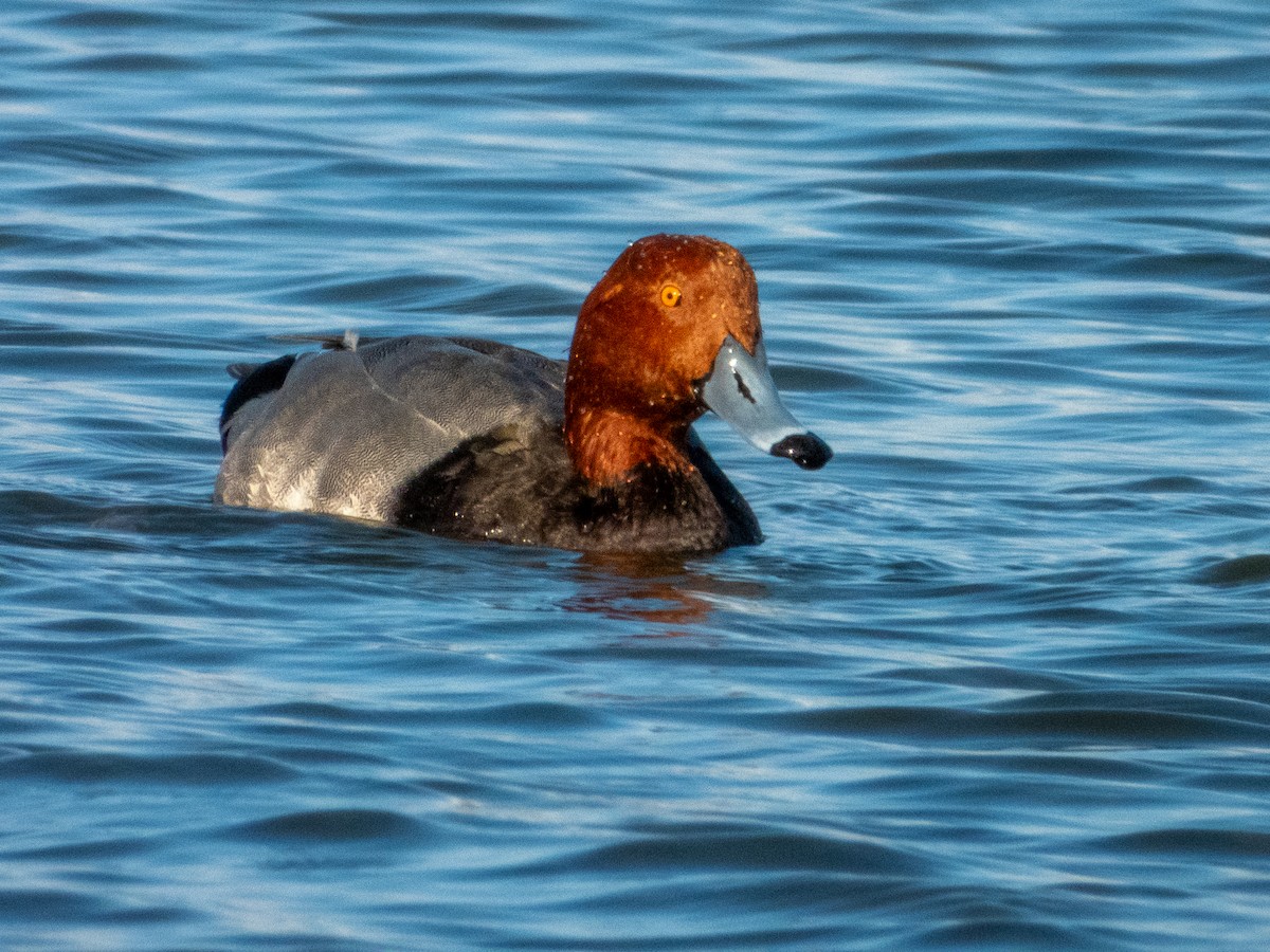Redhead - ML647686538