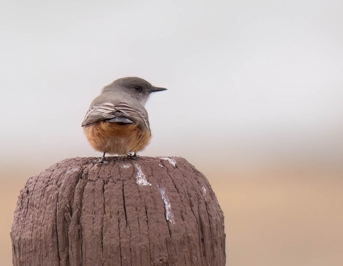 Say's Phoebe - ML647686539