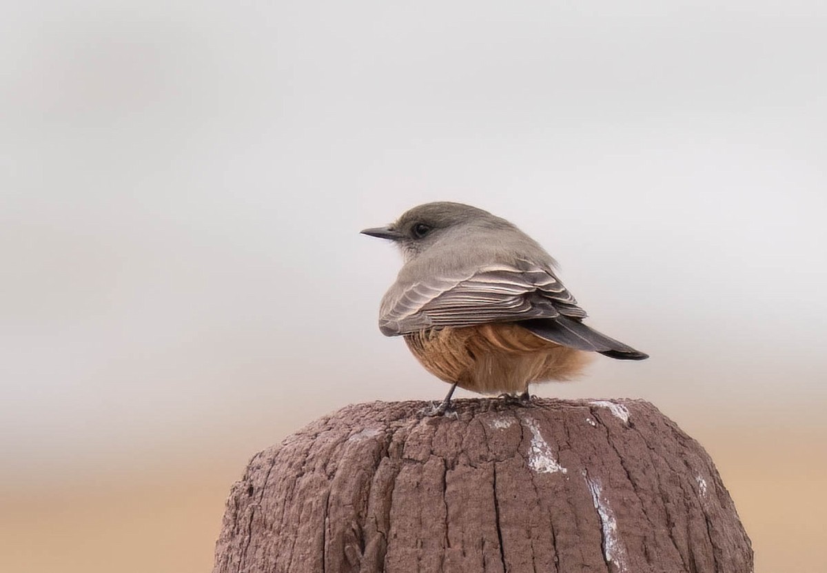 Say's Phoebe - ML647686544