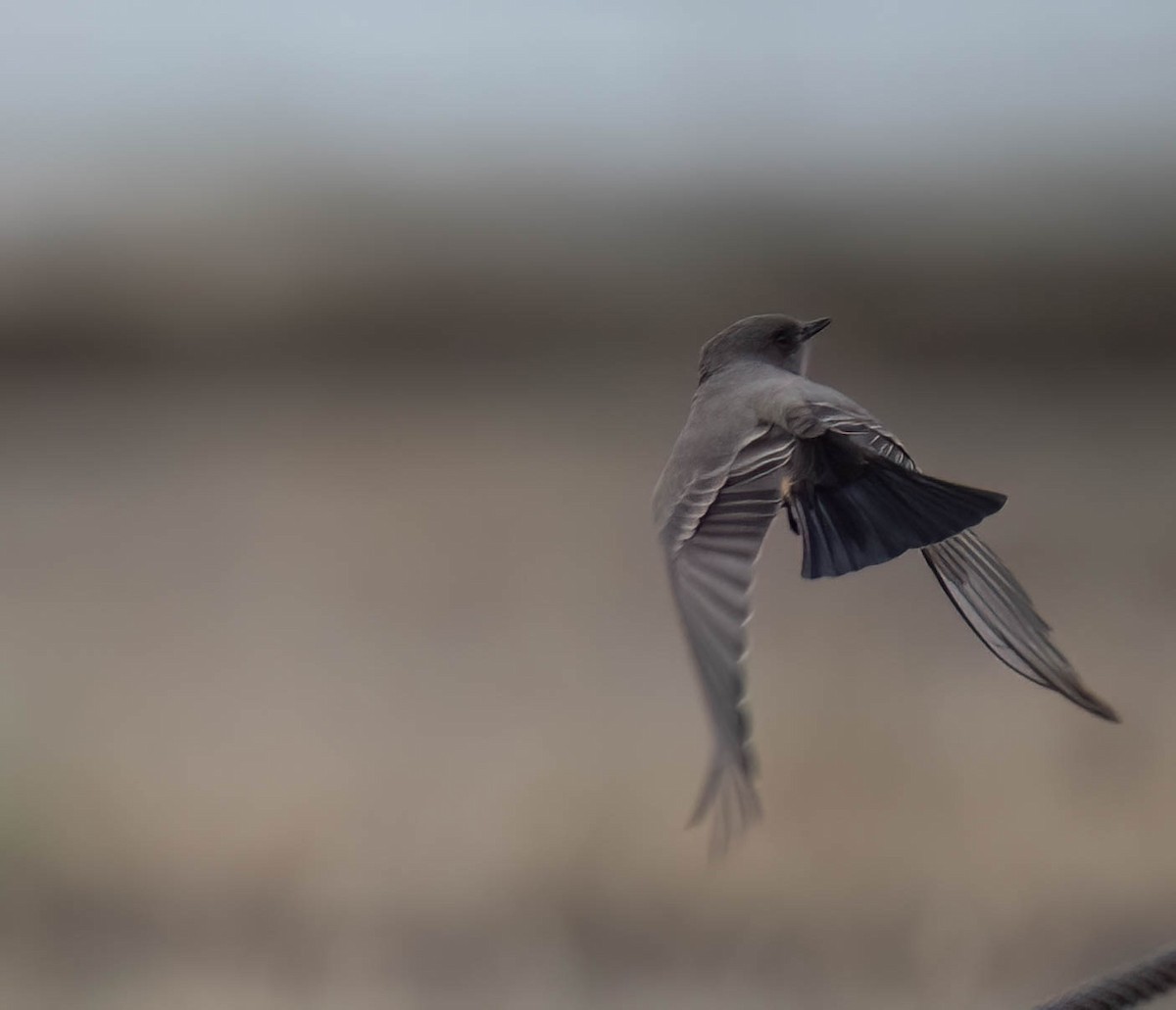 Say's Phoebe - ML647686551