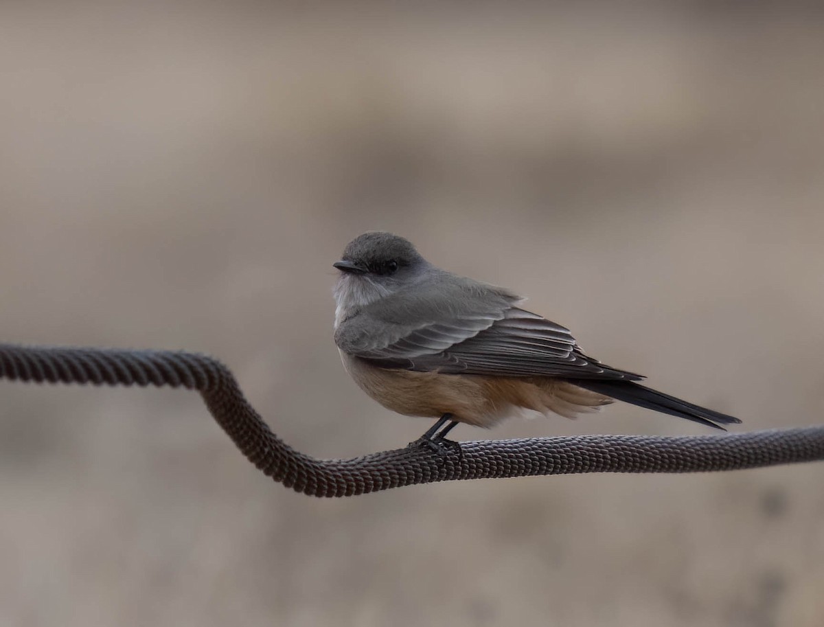 Say's Phoebe - ML647686557