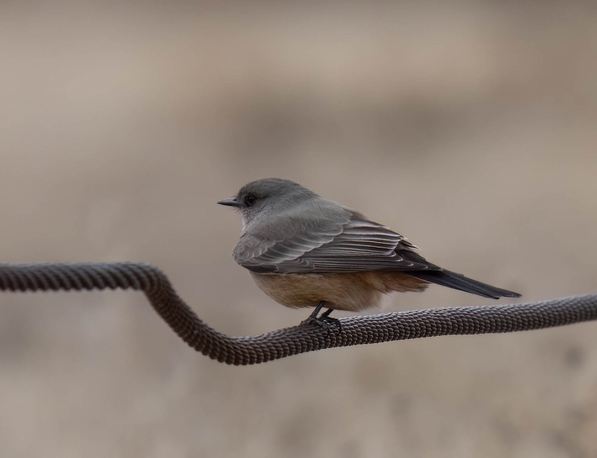 Say's Phoebe - ML647686561