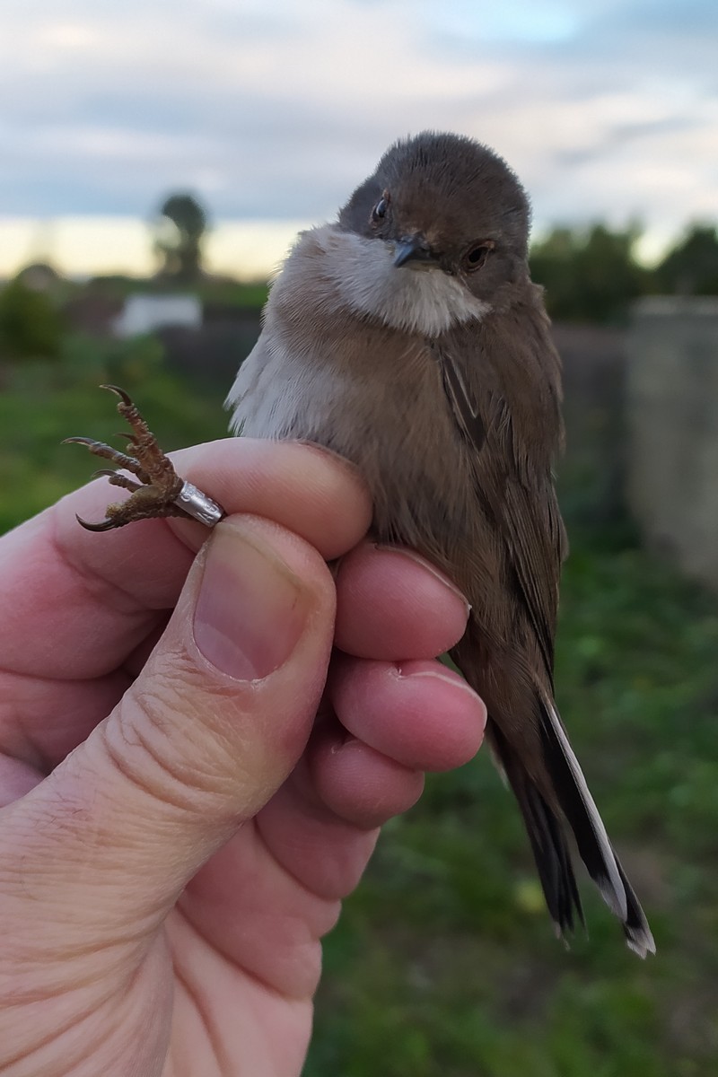 Sardinian Warbler - ML647686562