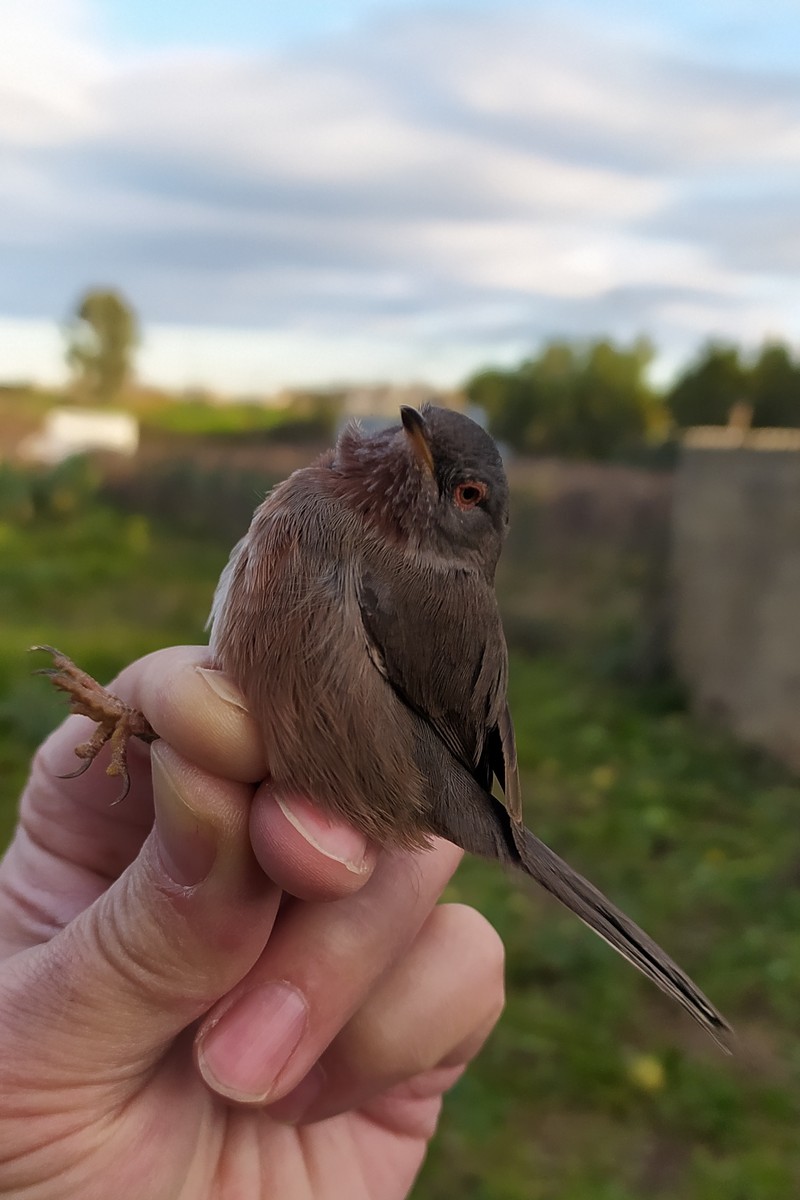 Dartford Warbler - ML647686565