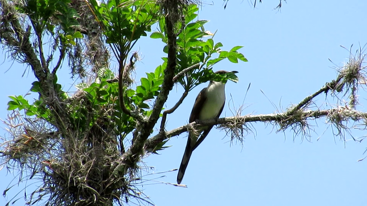 Coulicou à bec jaune - ML647686569