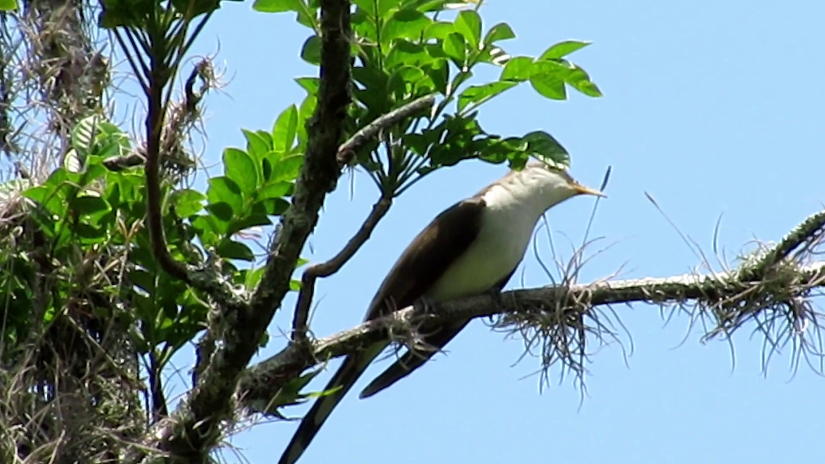 Coulicou à bec jaune - ML647686570