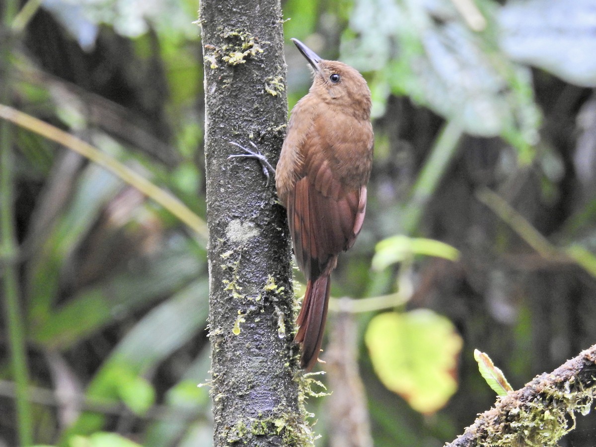 Tyrannine Woodcreeper - ML647686572
