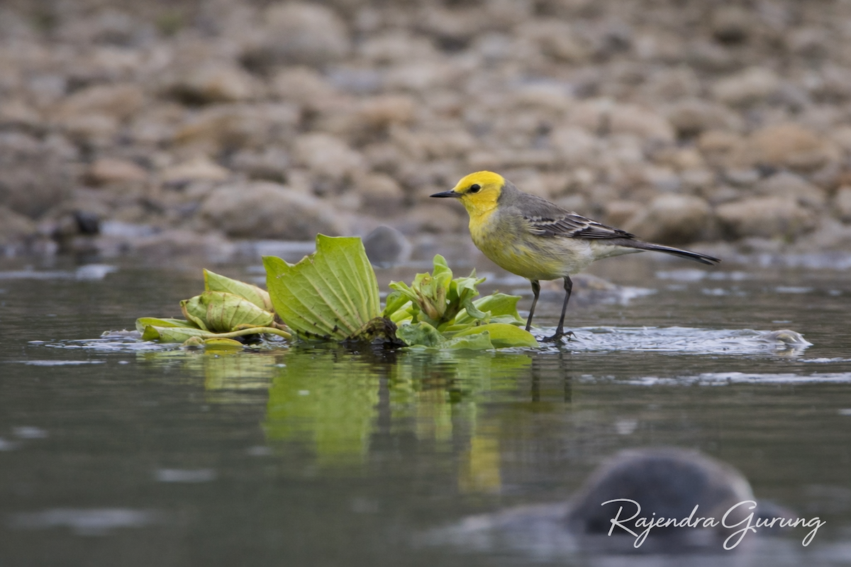 黃頭鶺鴒 - ML647686592