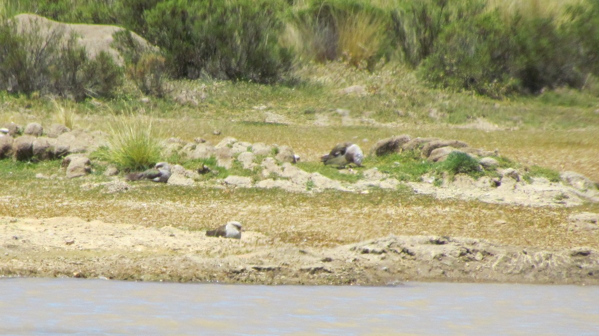 Andean Lapwing - ML647686601