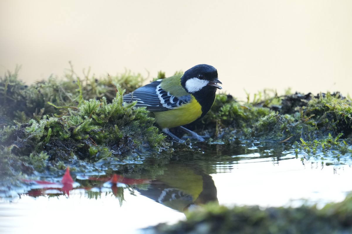 Bergkohlmeise - ML647686659