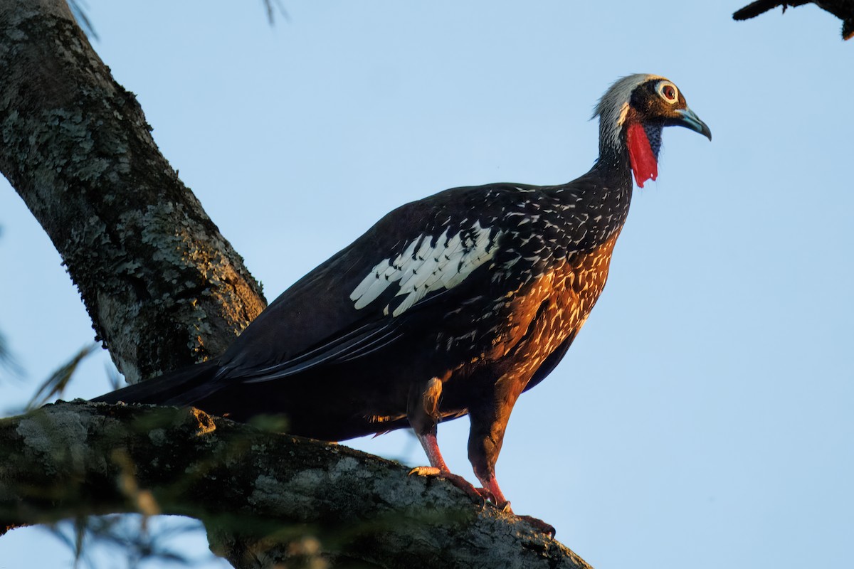 Black-fronted Piping-Guan - ML647686663