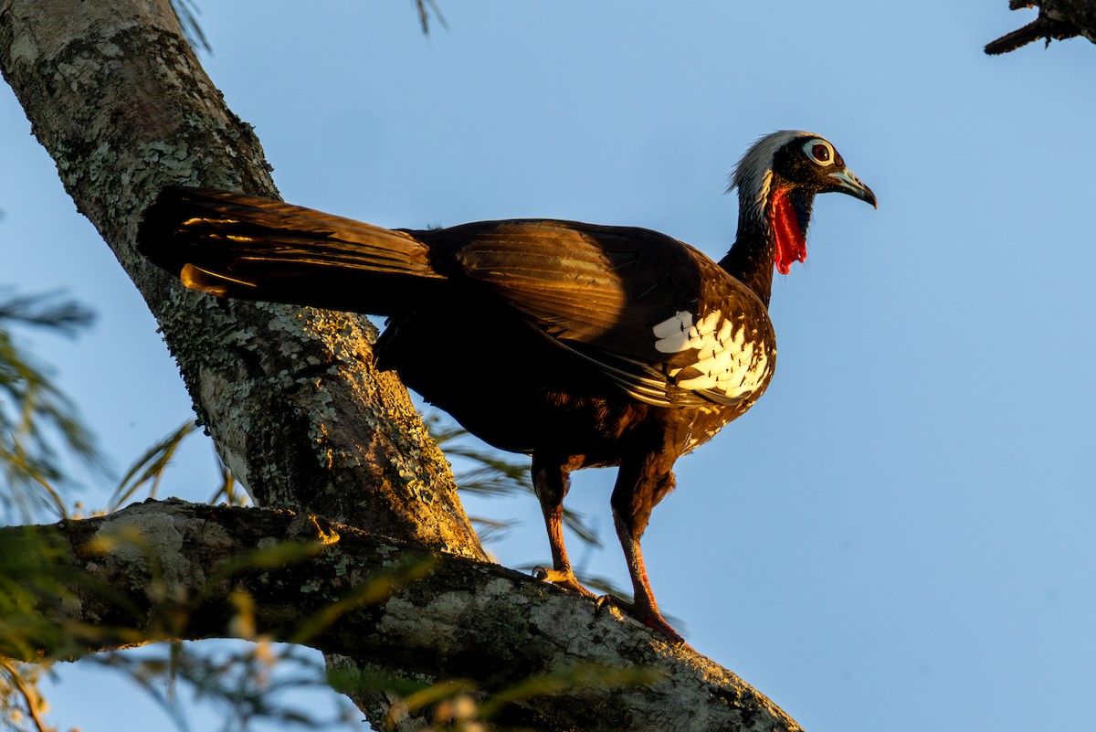 Black-fronted Piping-Guan - ML647686664