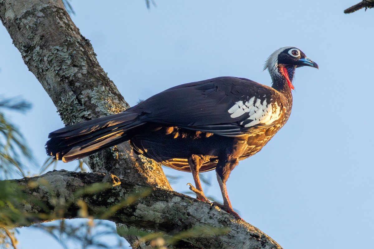 Black-fronted Piping-Guan - ML647686665