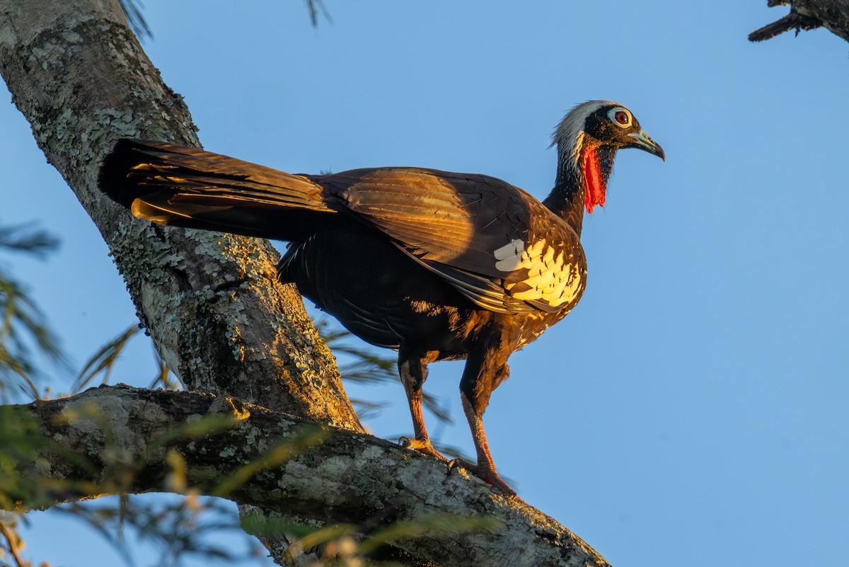 Black-fronted Piping-Guan - ML647686666