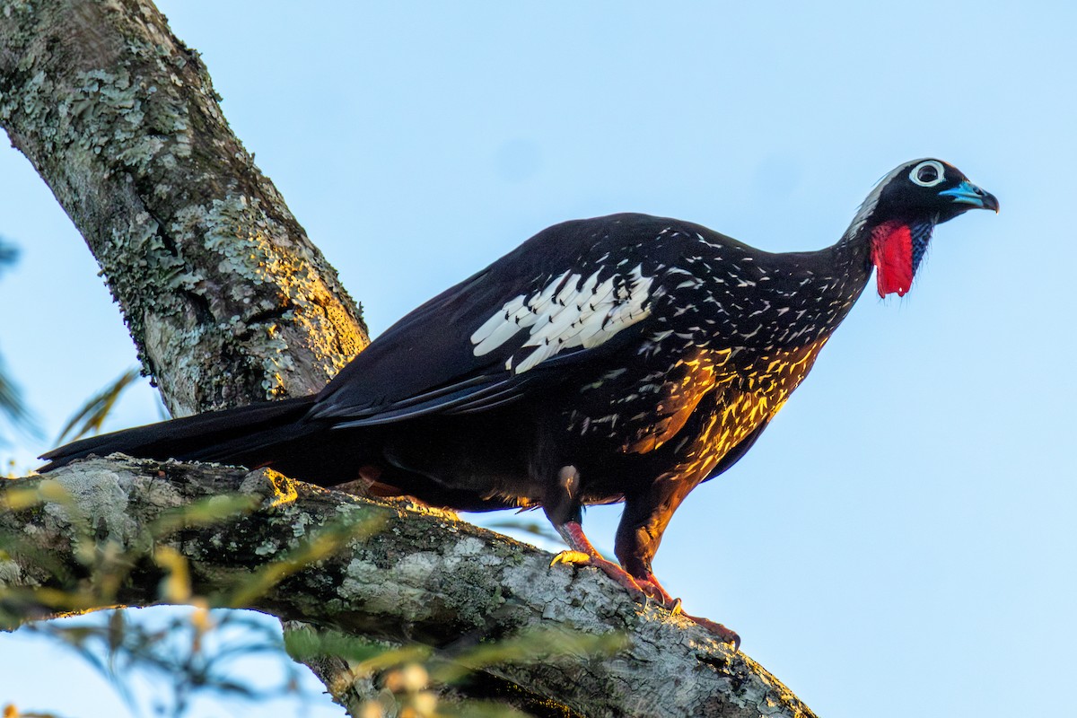 Black-fronted Piping-Guan - ML647686667